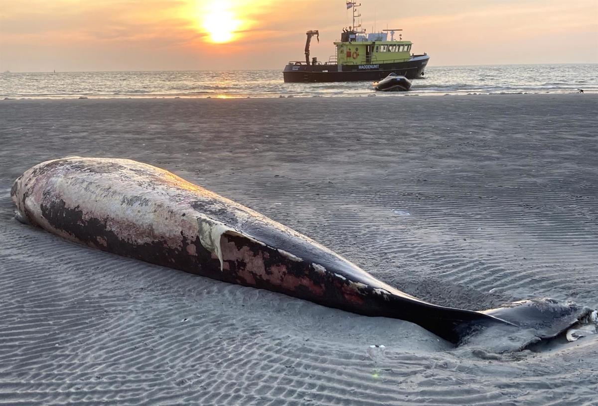 Los escarabajos son atraídos por la carne de las ballenas que mueren varadas. | EFE