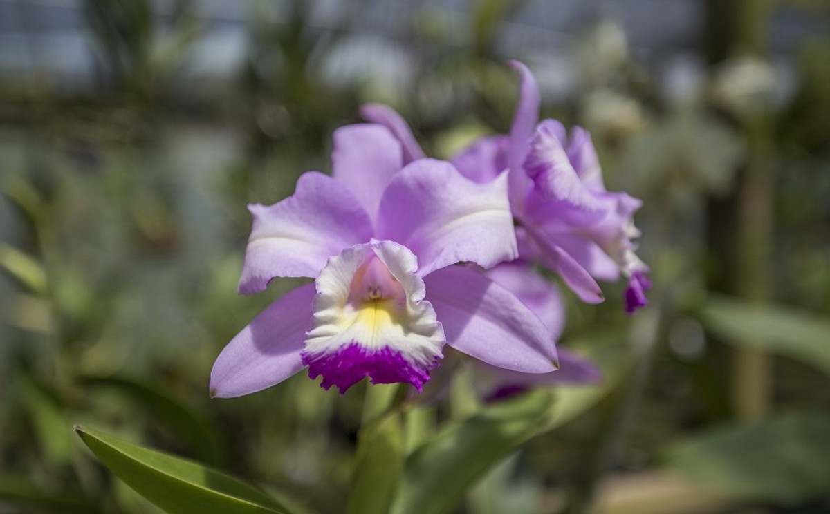 La orquídea es una de las flores producidas en Tamaulipas.