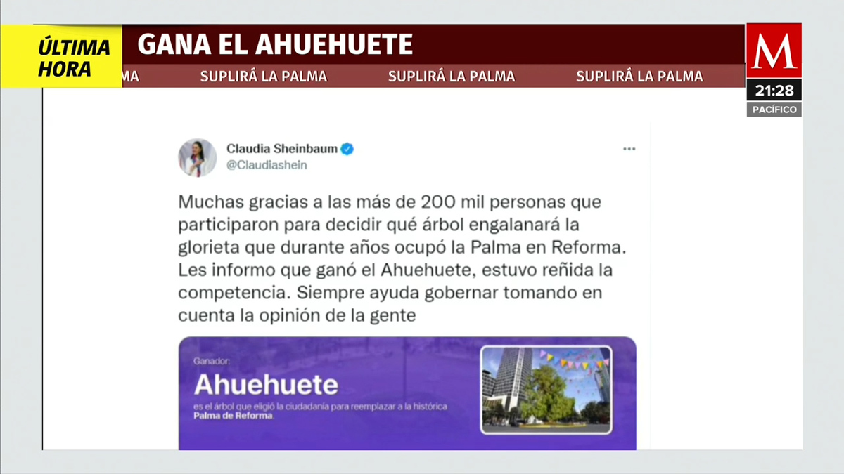 Ahuehuete: árbol ganador en encuesta de la palma de Reforma