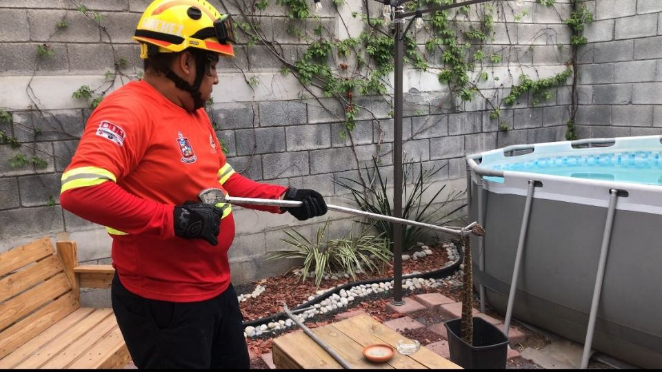 Protección Civil capturó a la serpiente. Foto: Especial