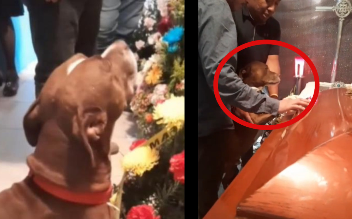 Reacción de perrito en el funeral se hace viral | ESPECIAL