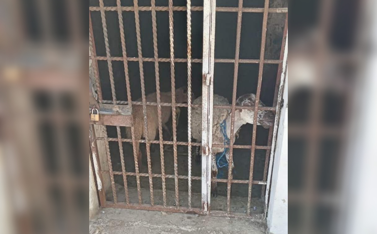 La dueña de los borregos acusó que no se les ha ofrecido agua ni comida a los animales. | Especial