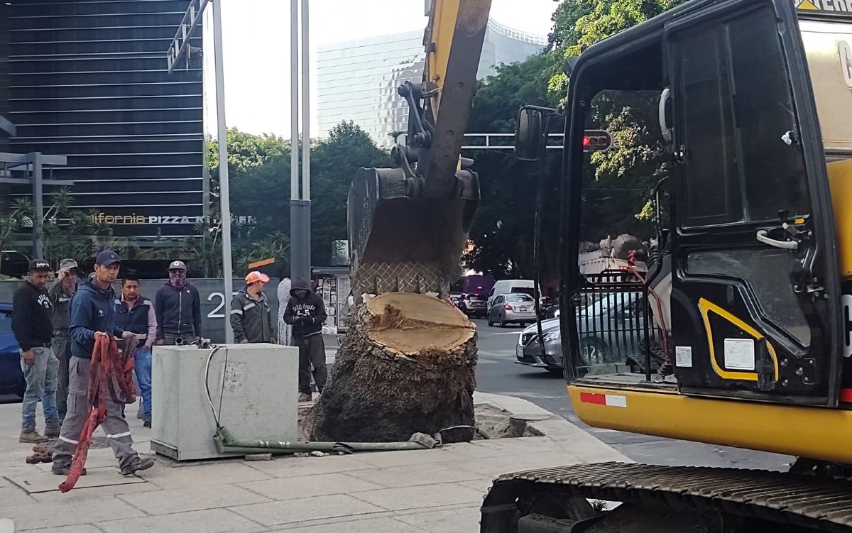 Las palmeras son retiradas con ayuda de una retroexcavadora. | César Velázquez