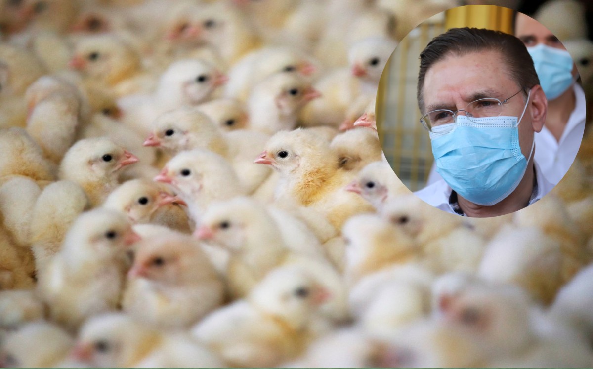 Aispuro dijo que los contagios de gripe aviar ya fueron contenidos. (Especial)