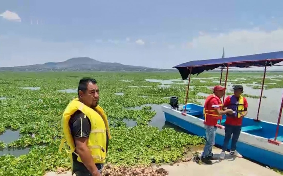 Lirio acuático invade laguna de Zumpango; pobladores piden ayuda para quitarlo