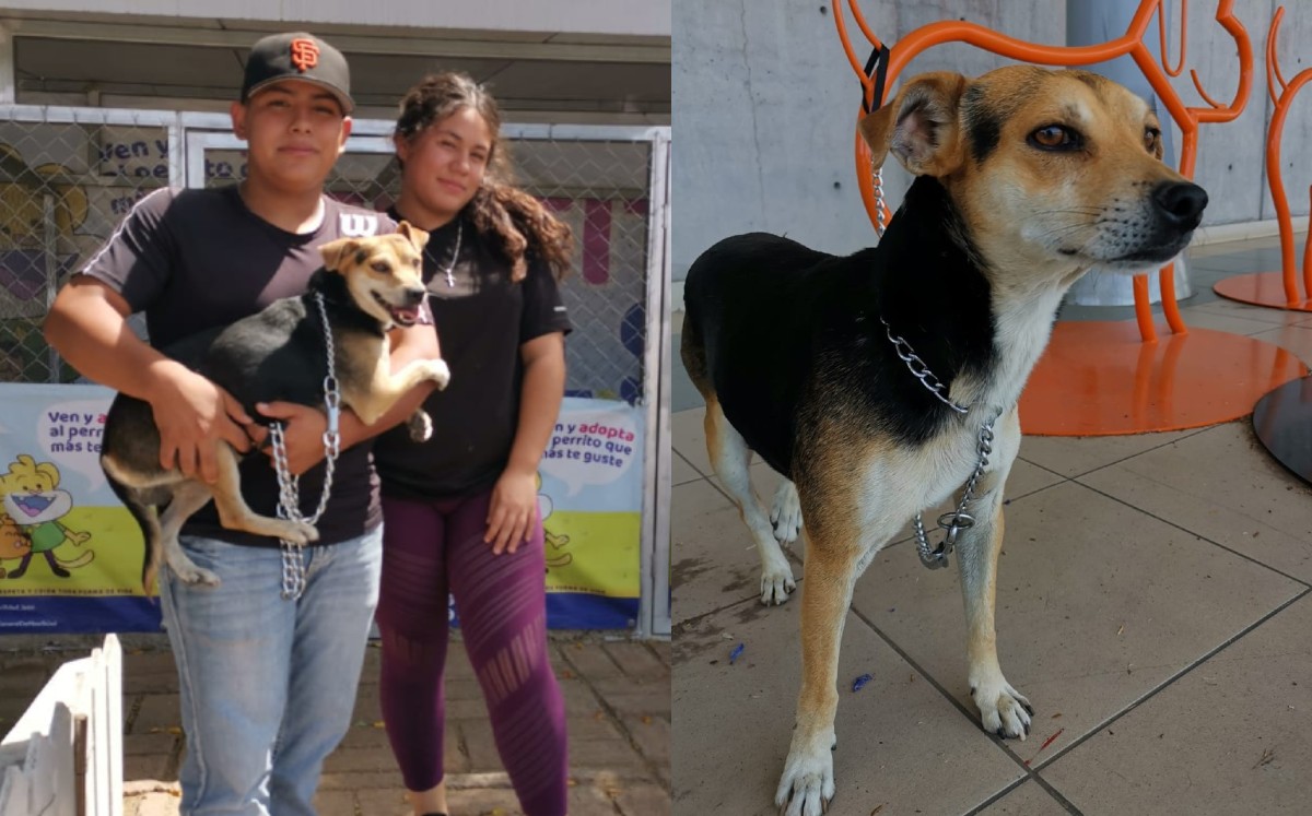 Perro en León se extravía en transporte público; regresa con su dueño / Especial