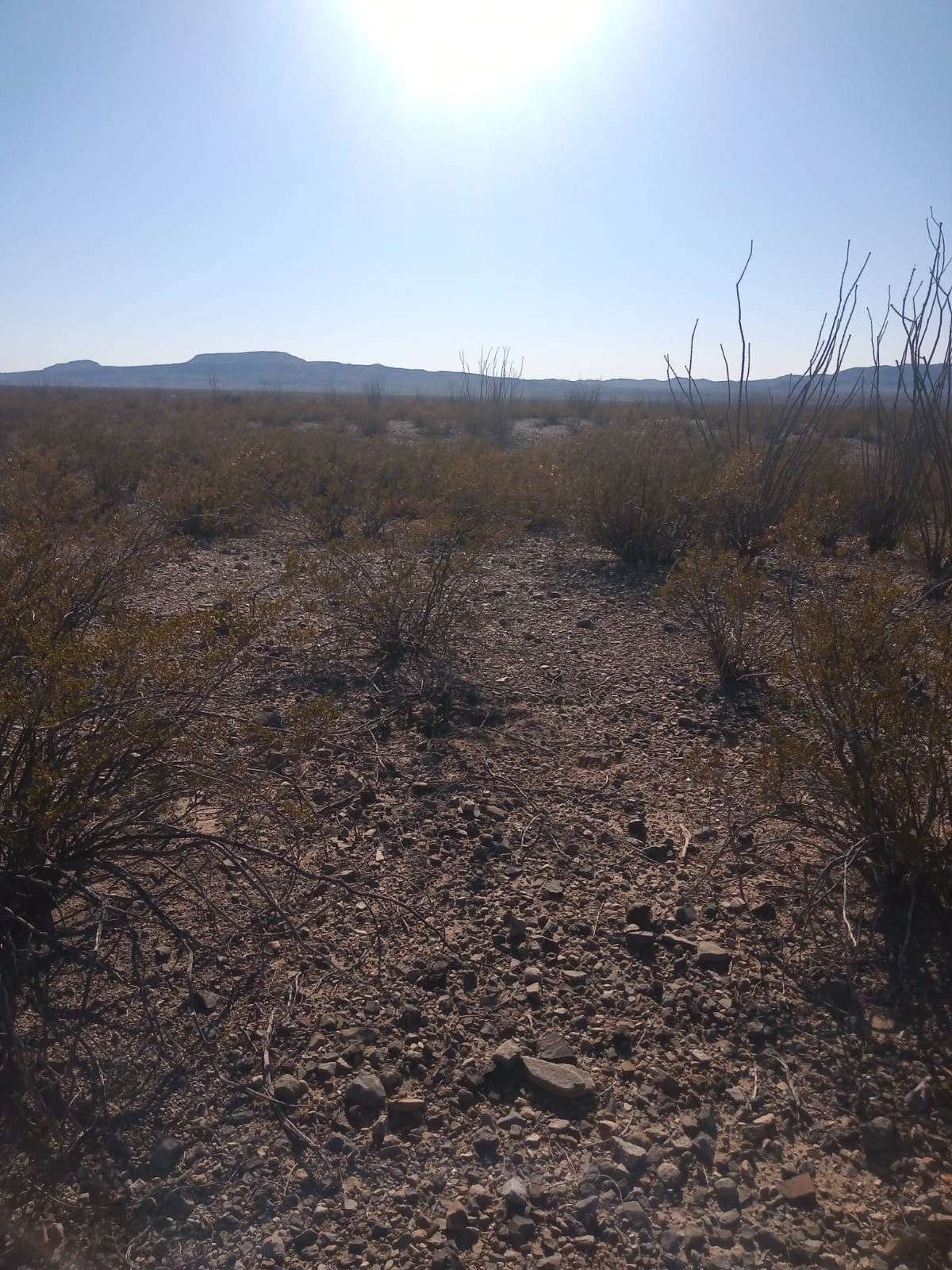 https://cdn.milenio.com/uploads/media/2022/05/16/desierto-de-chihuahua-foto-especial-1.jpeg