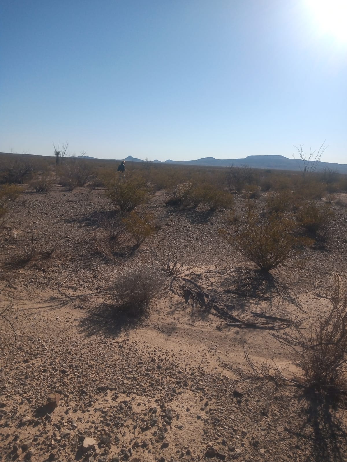 https://cdn.milenio.com/uploads/media/2022/05/16/desierto-de-chihuahua-foto-especial-2.jpeg