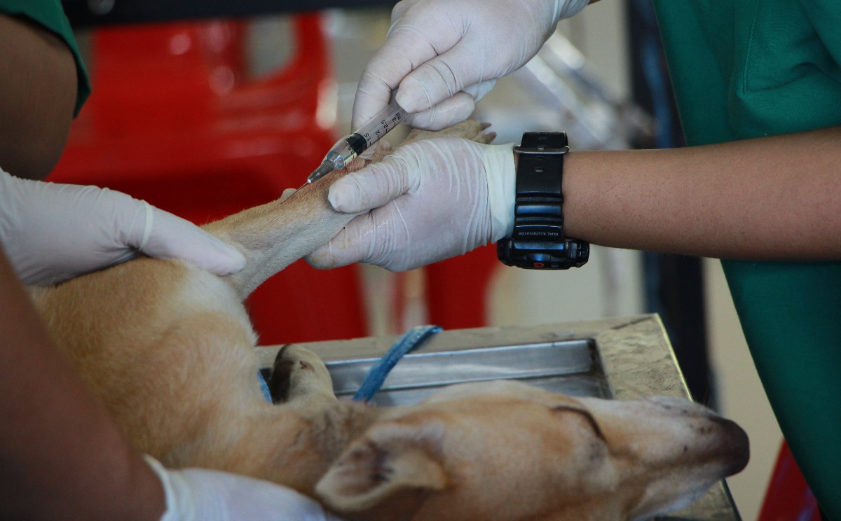 "Han atendido 350 reportes de animales heridos, enfermos o atropellados"