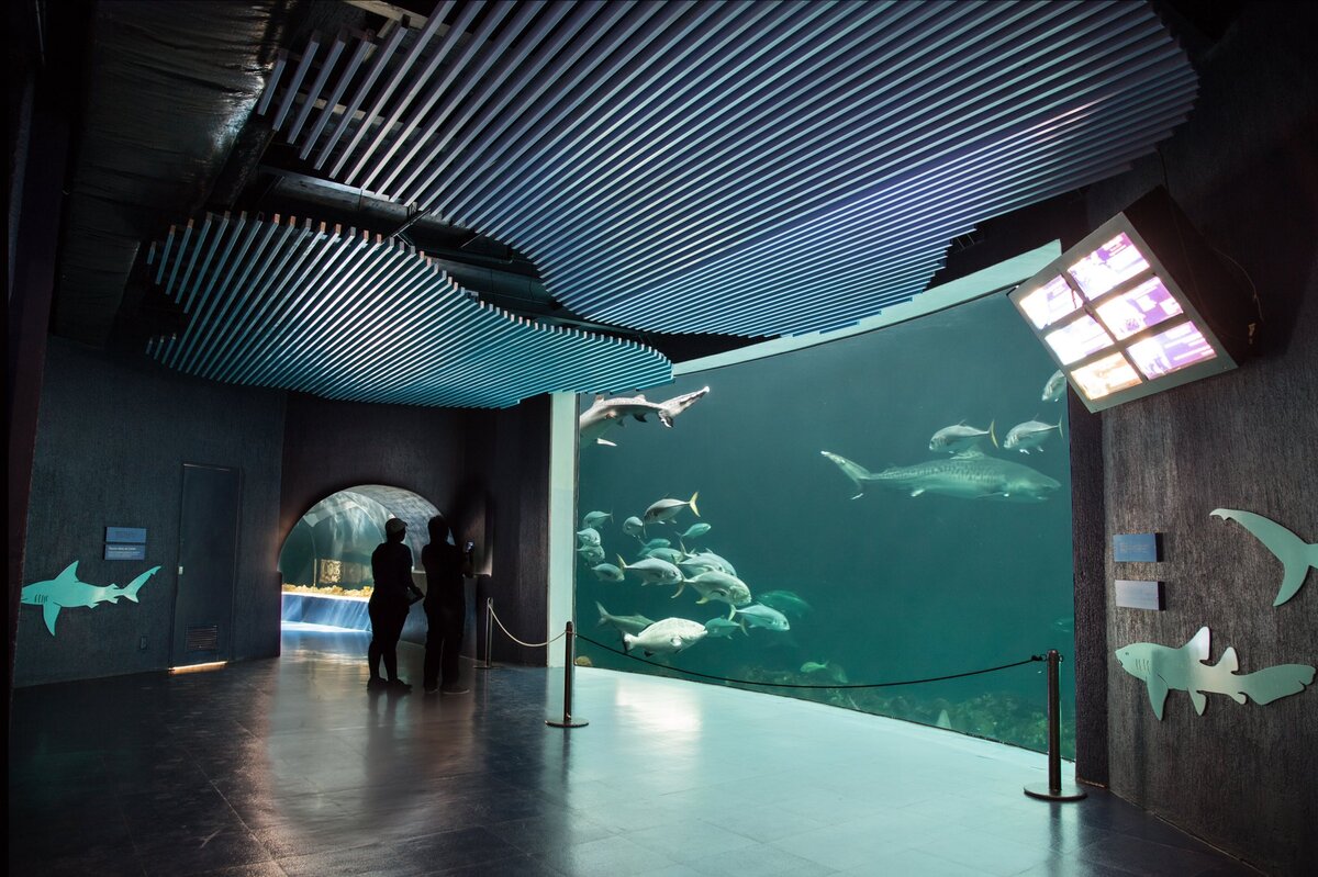 Acuario Veracruz. (Twitter)