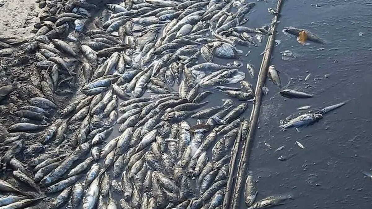Mueren miles de peces en Guerrero; comunidad pide ayuda económica