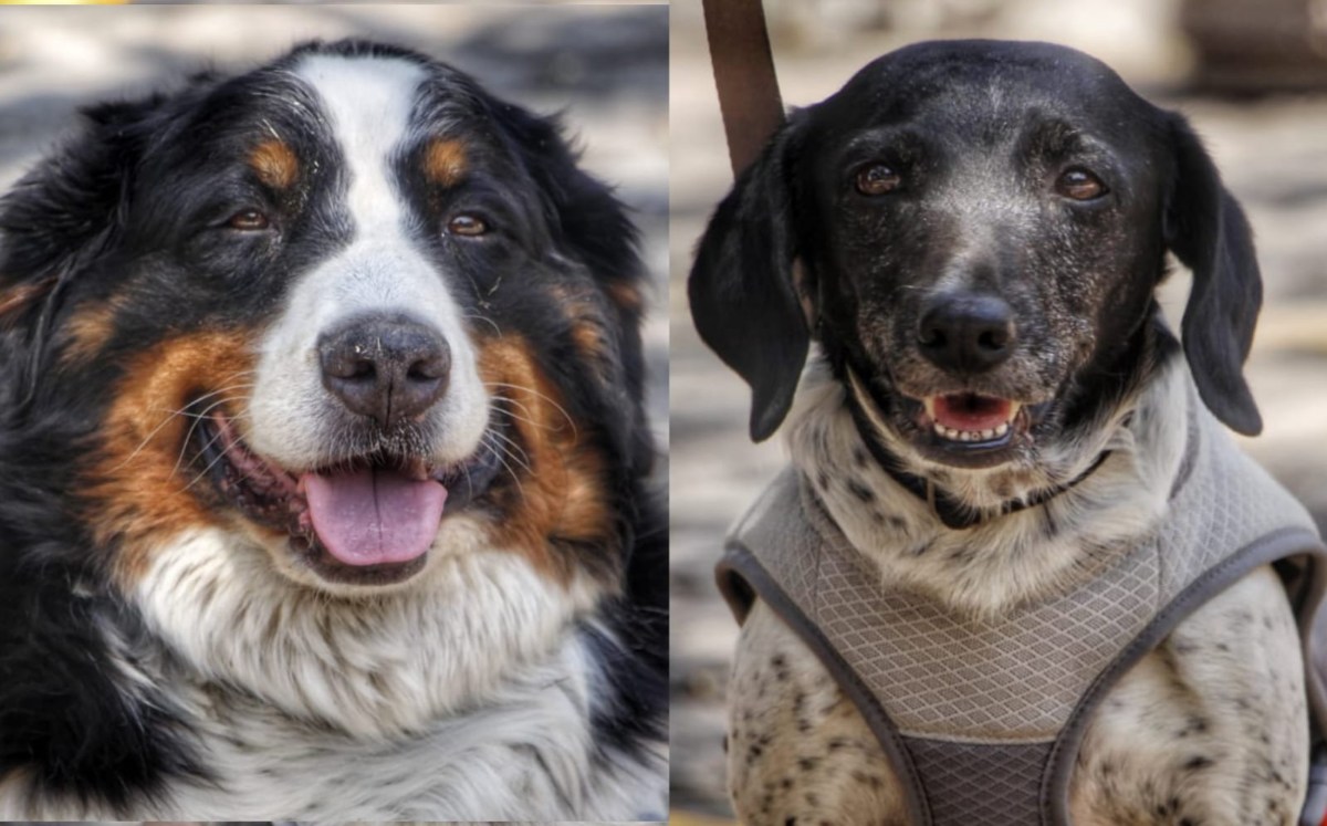 Perritas Laika y Klein: ayudan en terapias del DIF Puebla | Melanie Torres