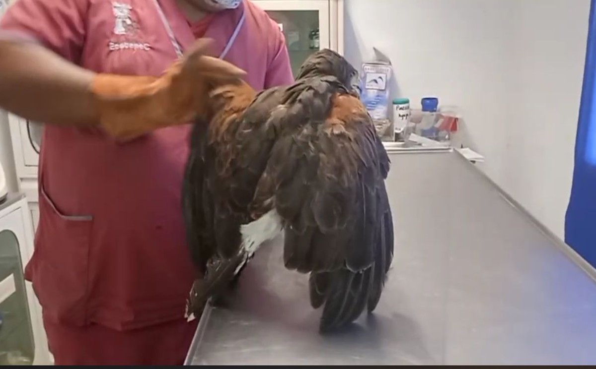 "Se trata de una de las aves más populares de Norteamérica" | Especial
