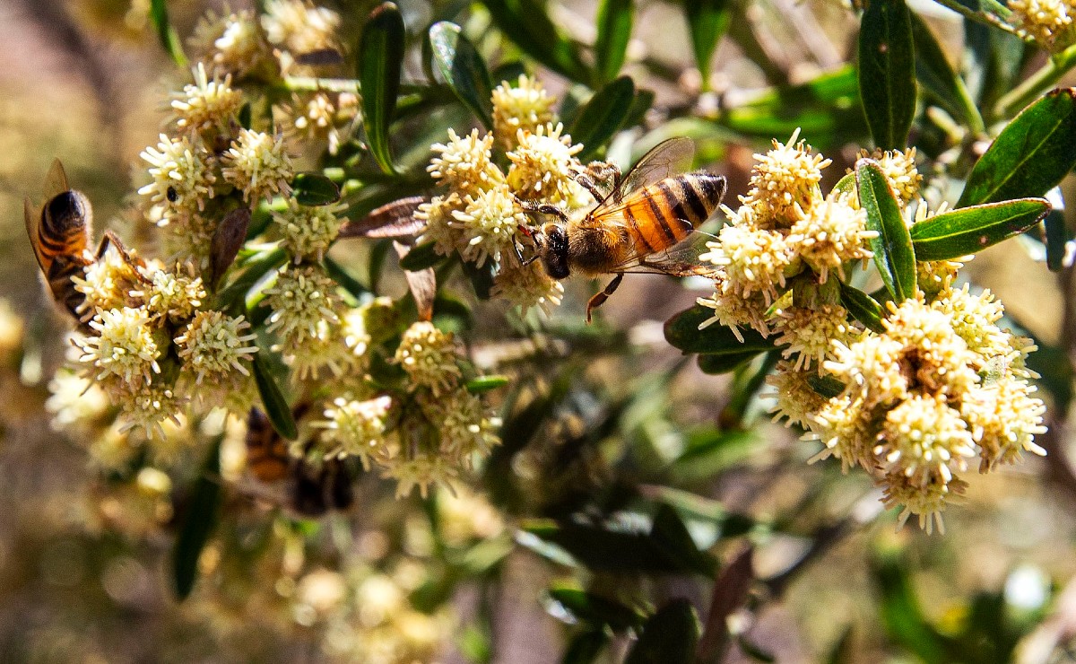 Día Mundial de las Abejas (Twitter @SaderJal)