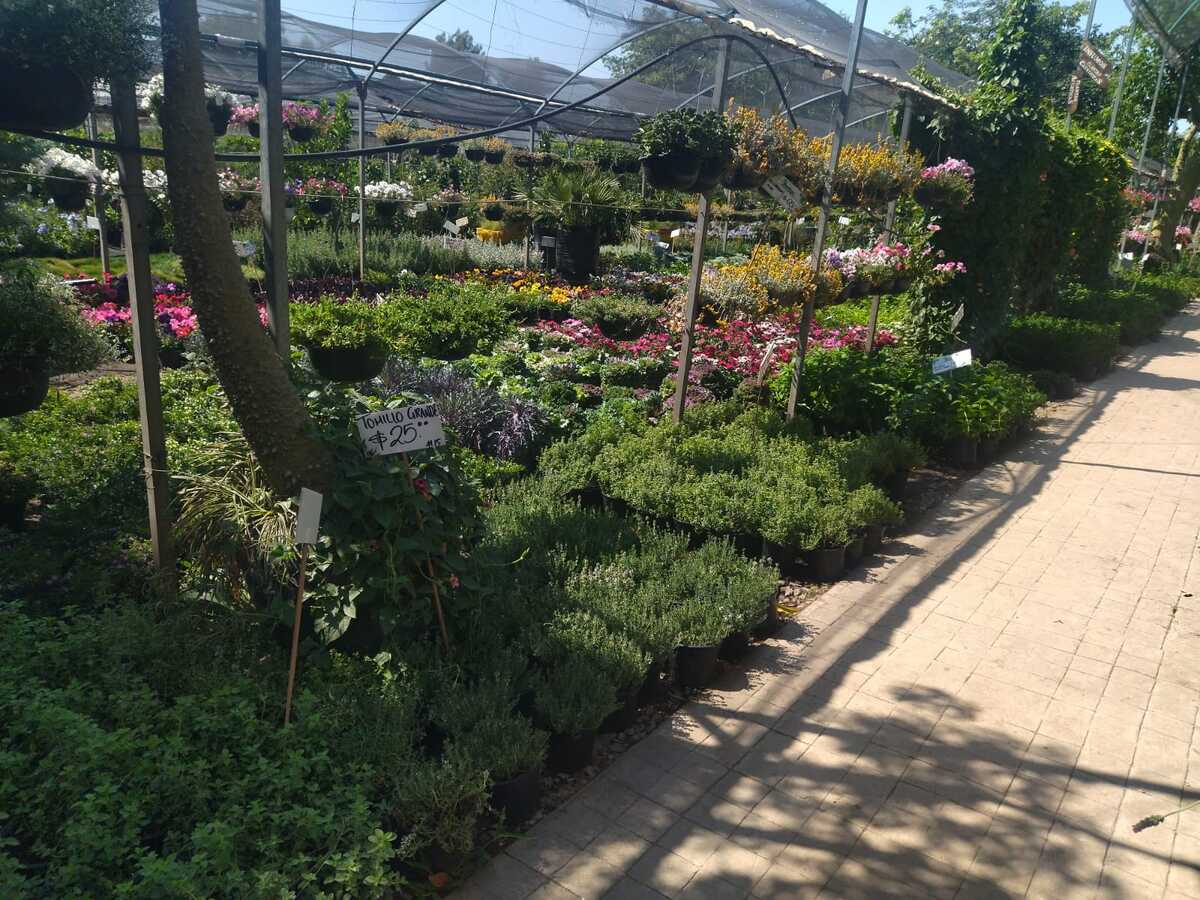 La yerbabuena y la menta, así como la lavanda y el romero, son de las plantas más buscadas. (Rosario Álvarez)