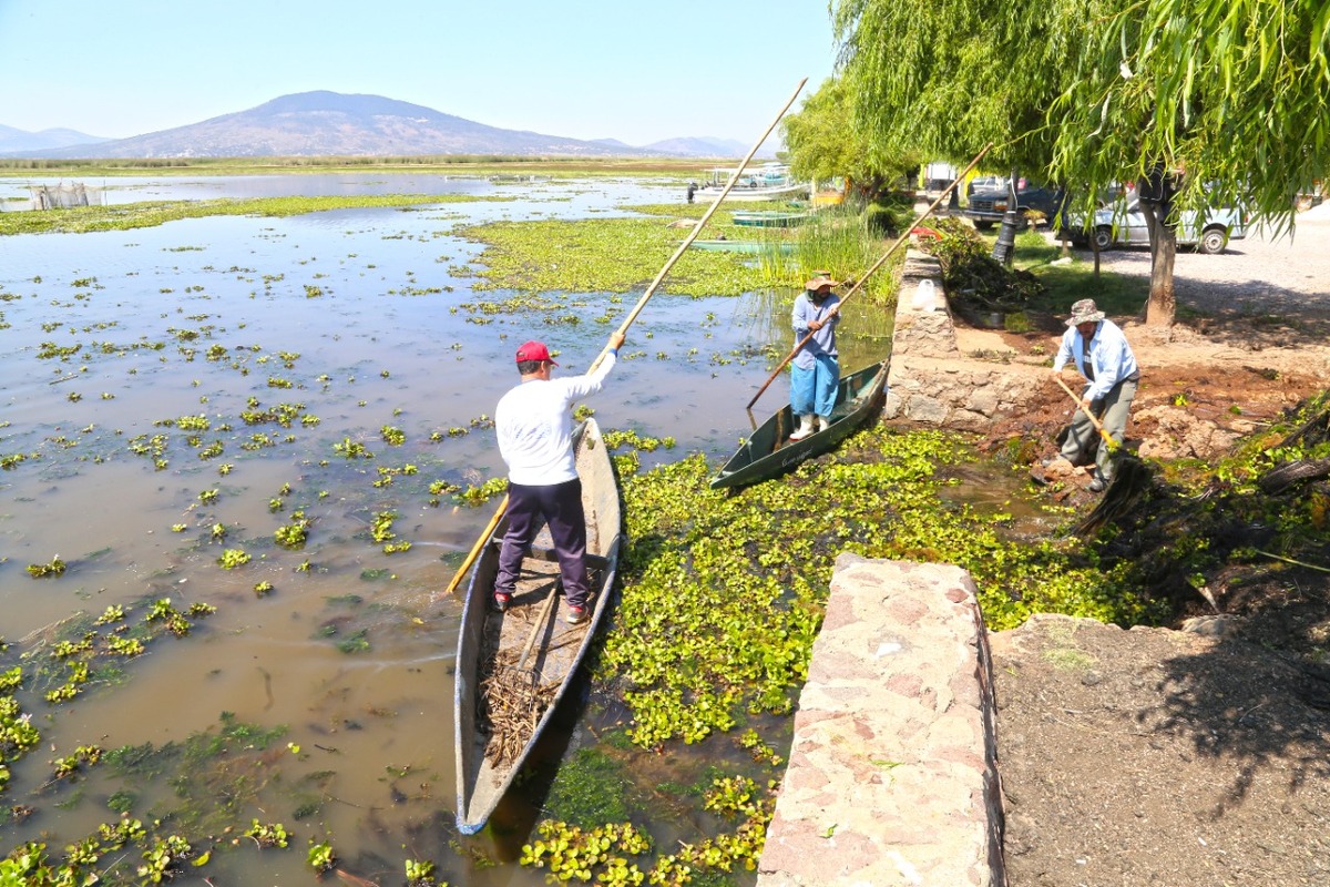 Trabajo de limpieza de vegetación y preservación de especies en la laguna de Tecocomulco. (Jorge Sánchez)