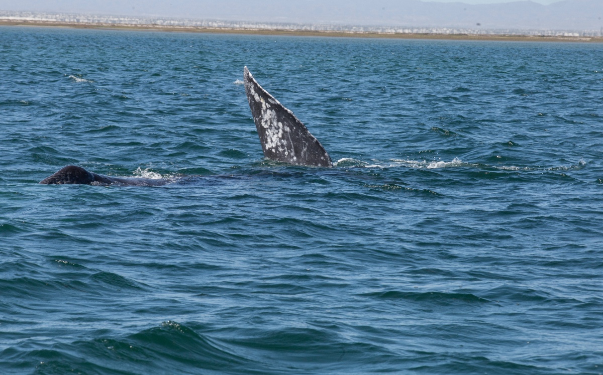 Ballena gris en santuario de Baja California Sur. (Jesus Quintanar)
