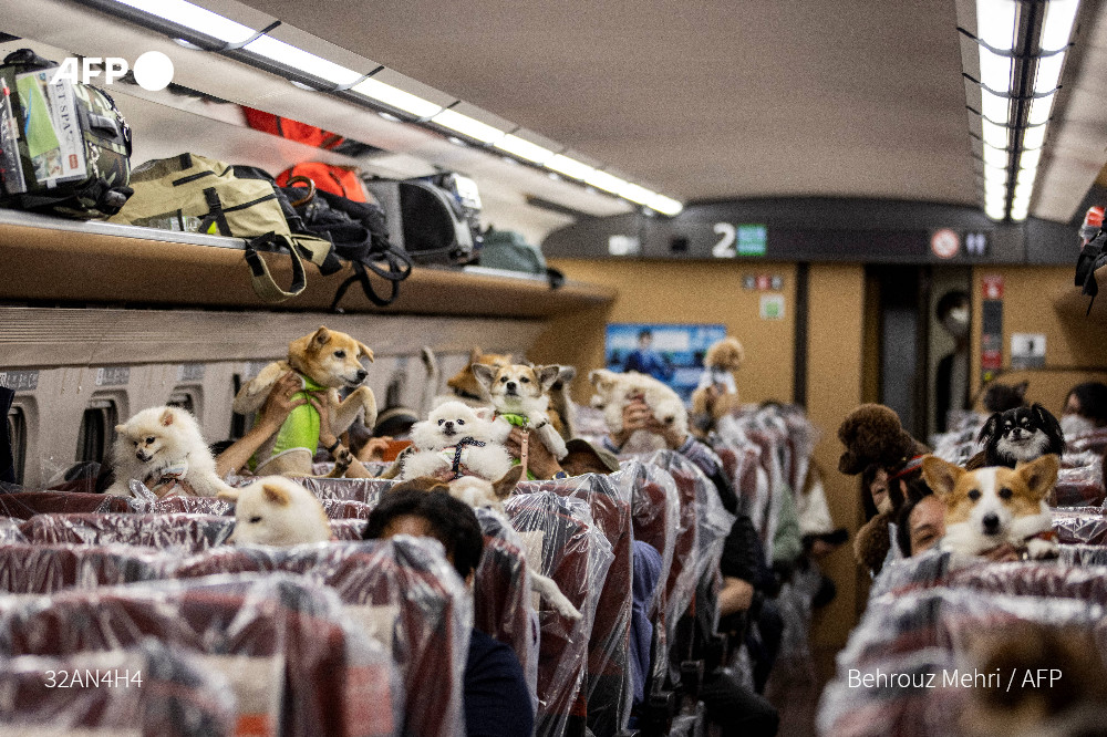 Perritos sentados en tren bala (@AFP)