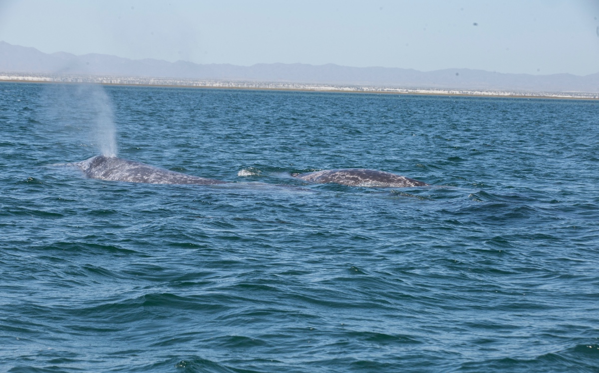 Ballena gris salta a la lejanía mientras es observada desde lancha