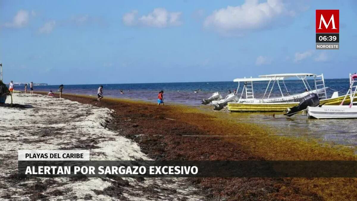 Alertan por sargazo excesivo en 50 playas del Caribe mexicano