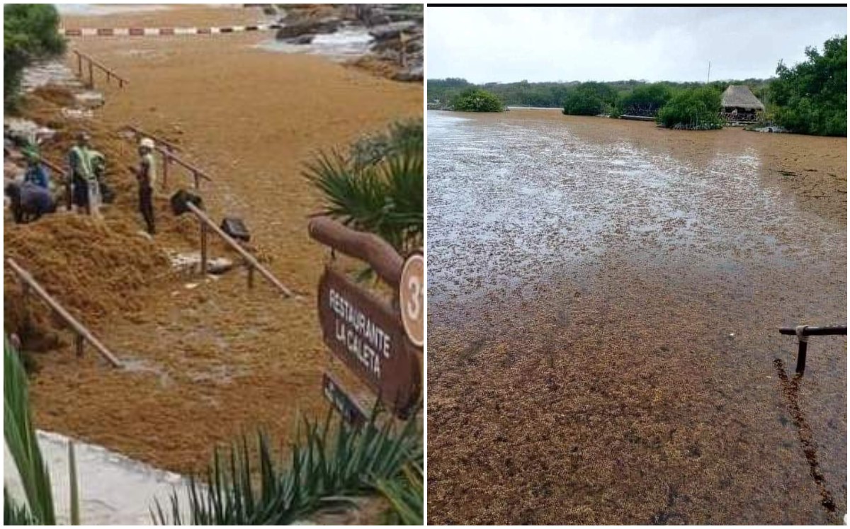 De acuerdo con fotografías difundida en redes sociales, el sargazo saturó las playas. | Especiales