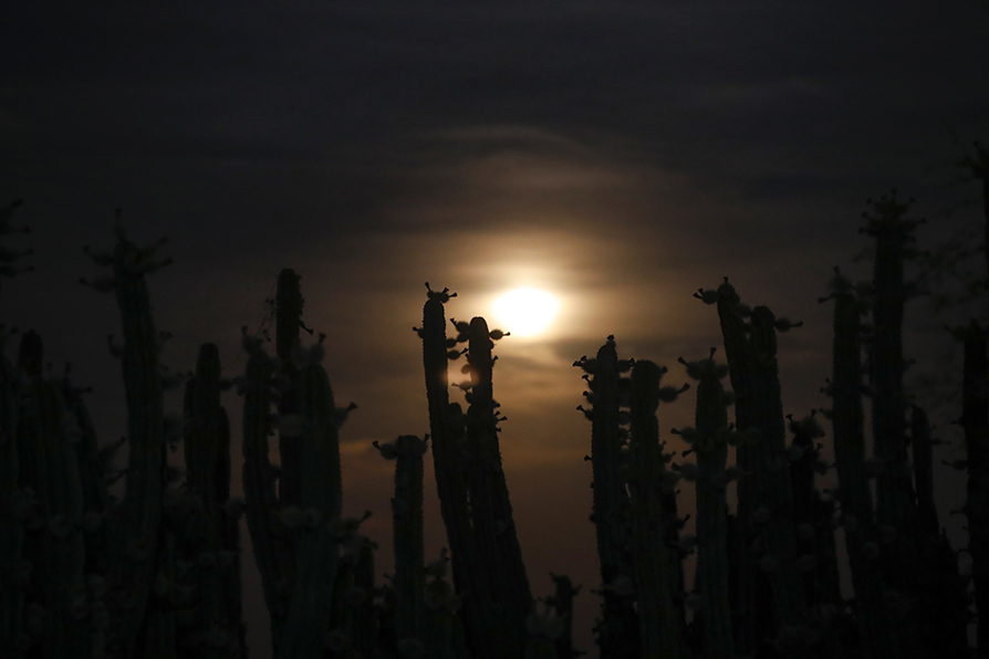 Es un fruto exótico de origen mexicano que abunda en los campos de Jalisco.  |EFE