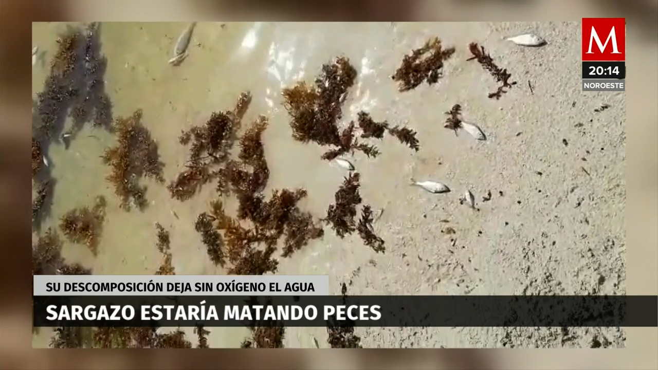 Reportan muerte de peces en Mahahual a causa del sargazo