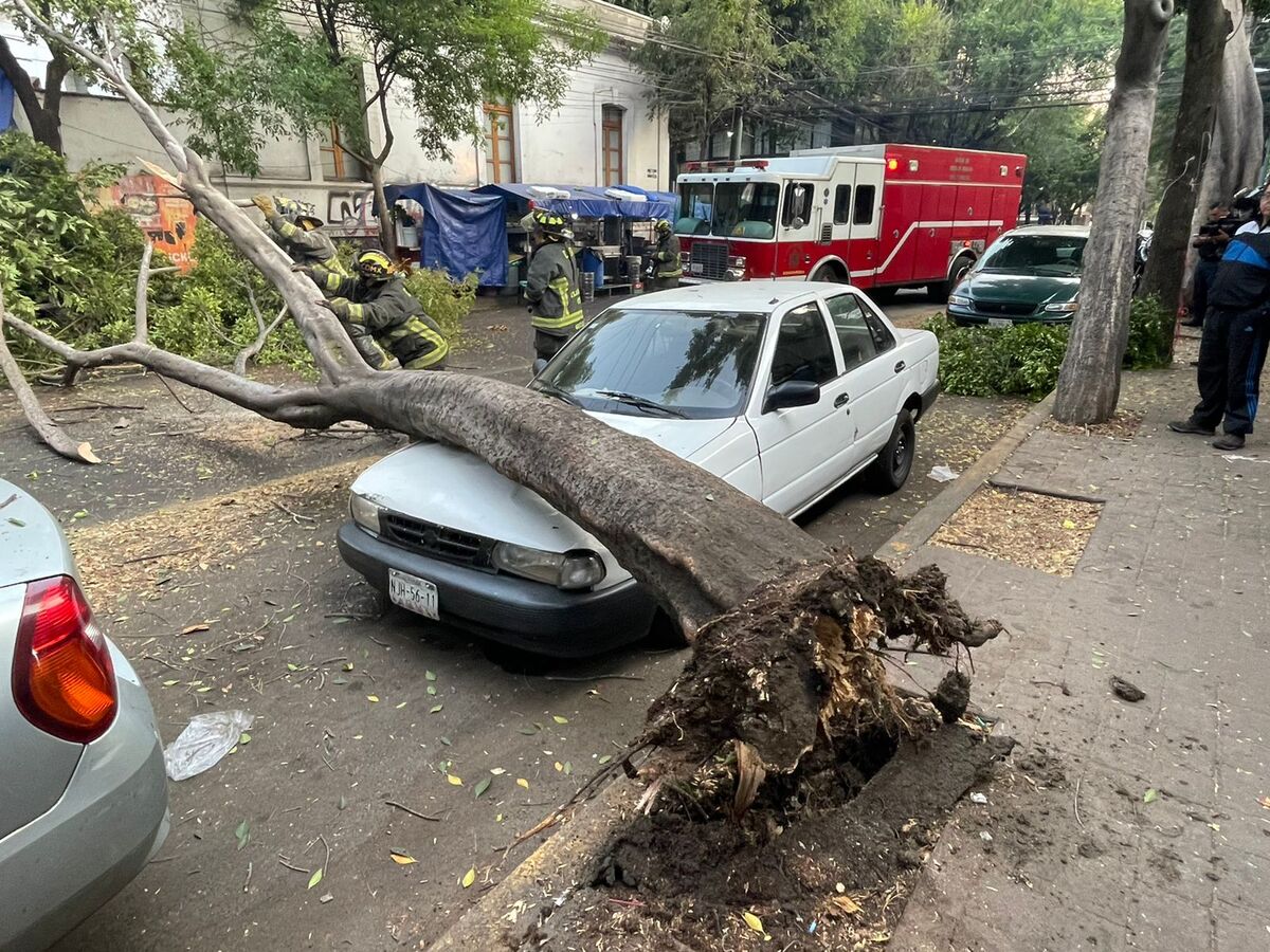 Árbol cae sobre auto estacionado en la colonia Escandon