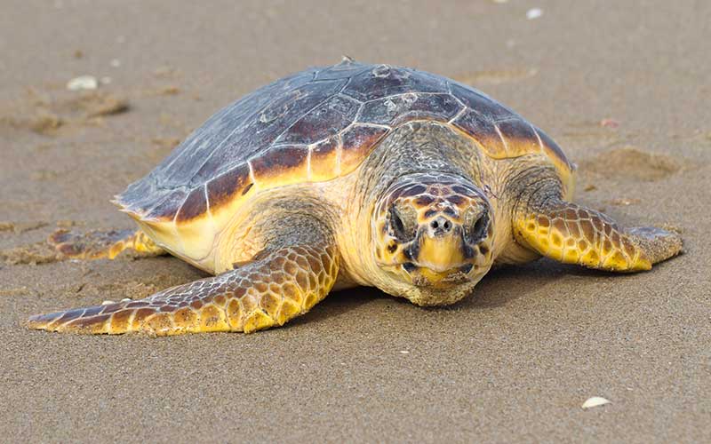 https://cdn.milenio.com/uploads/media/2022/05/23/tortuga-caguama.jpg