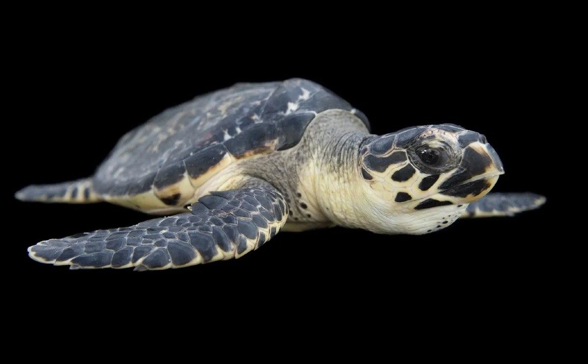 https://cdn.milenio.com/uploads/media/2022/05/23/tortuga-carey.jpg