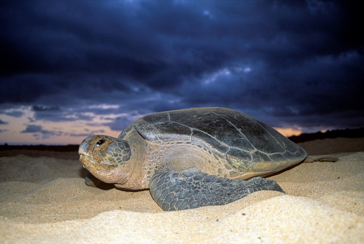 https://cdn.milenio.com/uploads/media/2022/05/23/tortuga-verde.jpeg