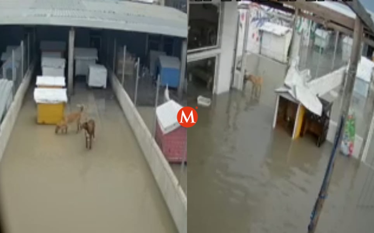 Albergue de perros en Matamoros se inunda tras lluvias. (Ayudar x Ayudar - Rescatistas Unidos)
