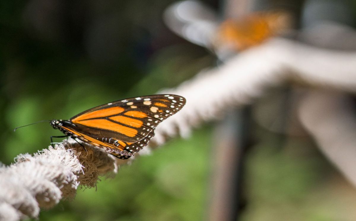 Aumenta la llegada de Mariposas Monarca. | Especial