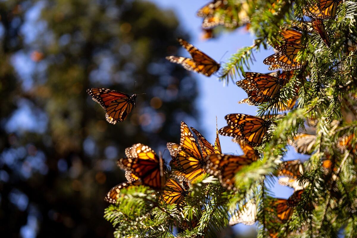 Presencia de mariposas monarcas en Michoacán. (Cuartoscuro)