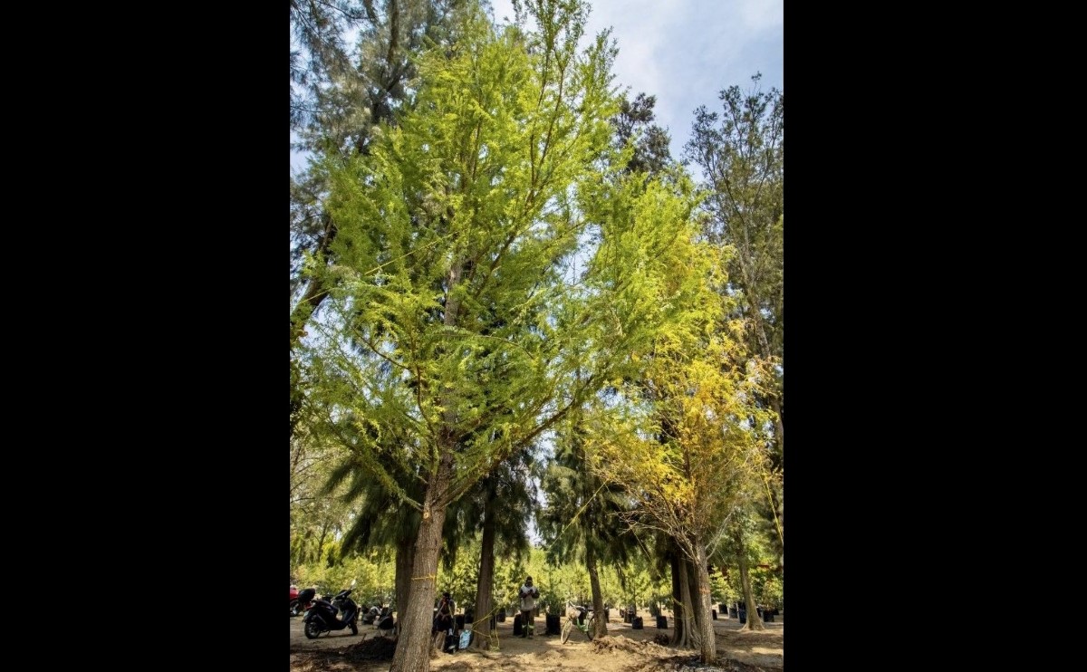 El ahuahuete será plantado en Reforma el 5 de junio. | Sedema