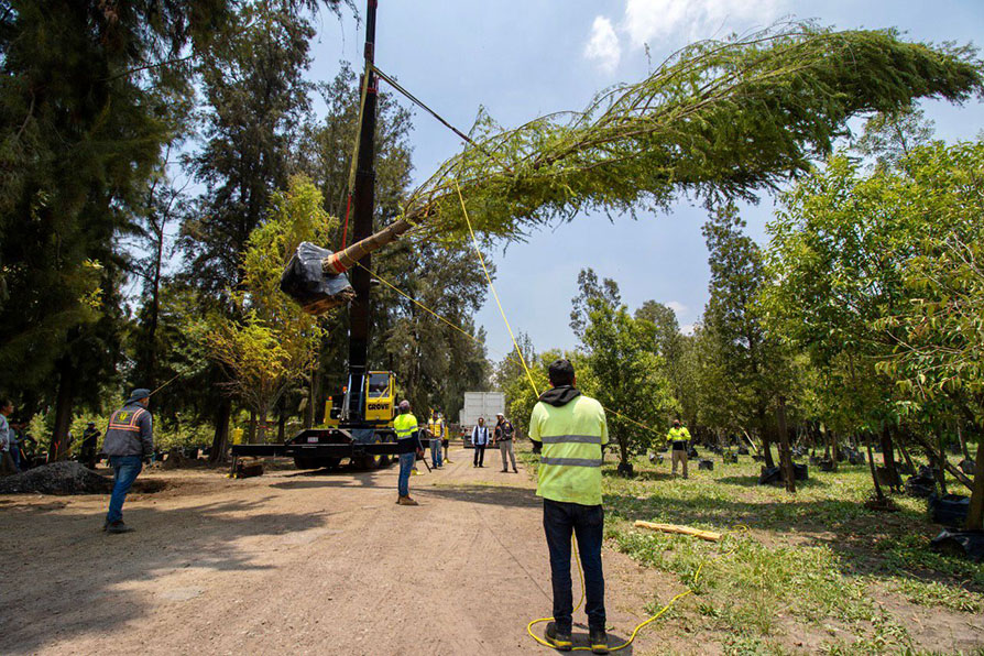 Fue trasladado desde Nuevo León hasta la Ciudad de México. |Sedema