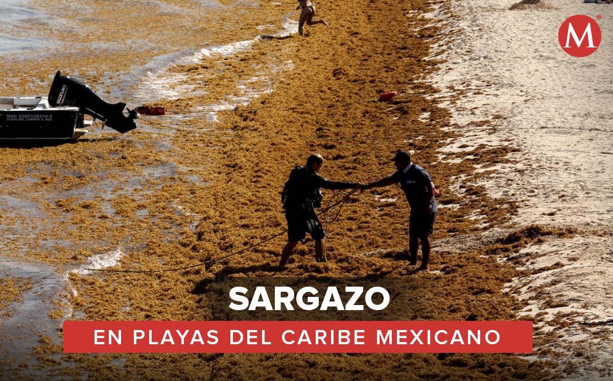 Playas del Caribe mexicano con sargazo. (Foto: Octavio Hoyos / Diseño: MILENIO)