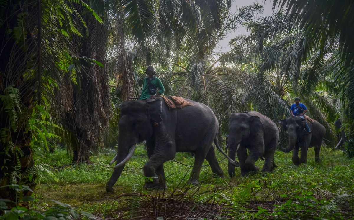 Una elefanta de Sumantra embarazada fue hallada muerta en Indonesia. AFP