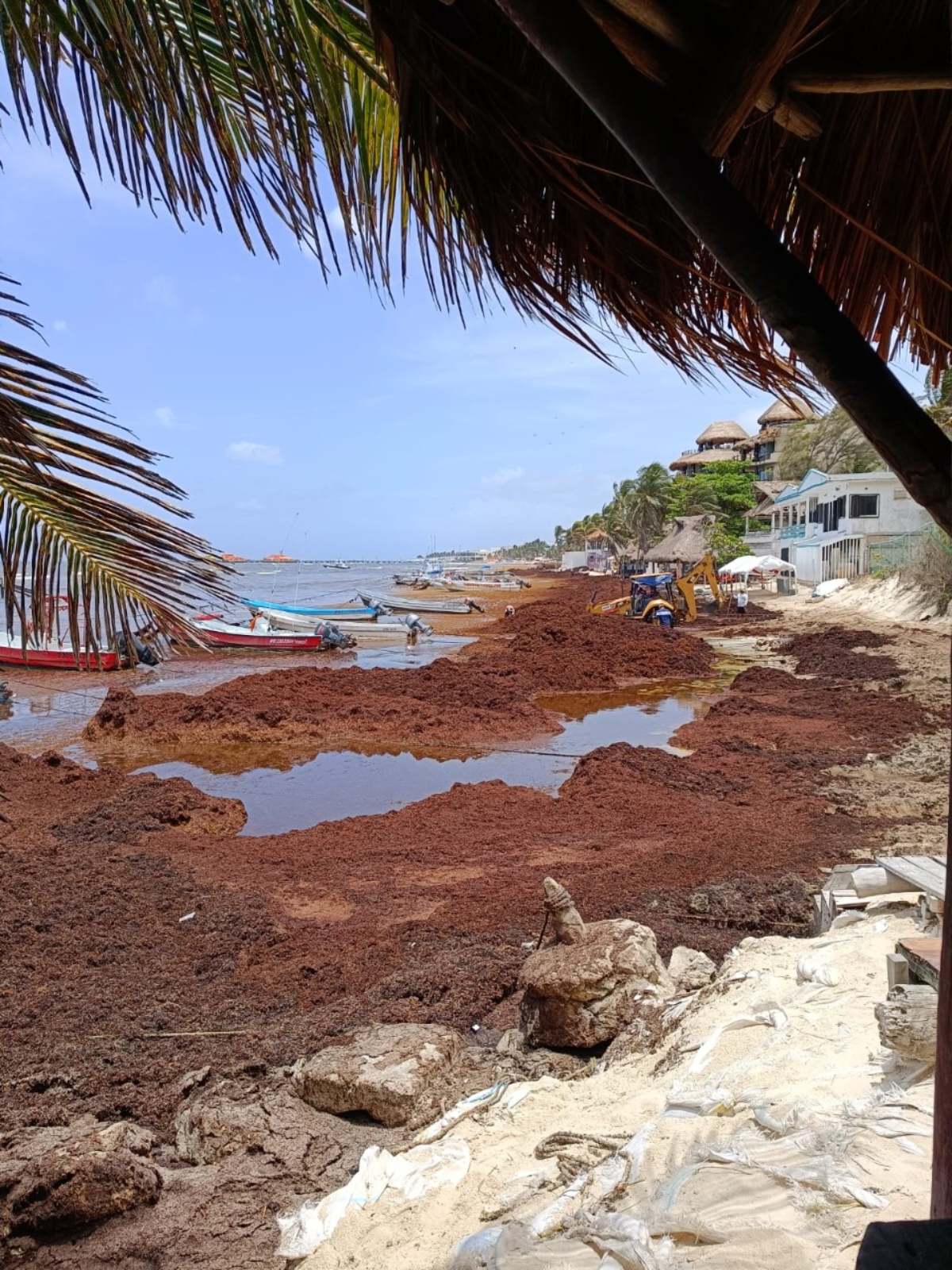 La presencia de sargazo en Playa del Carmen. (Rafael Martínez)
