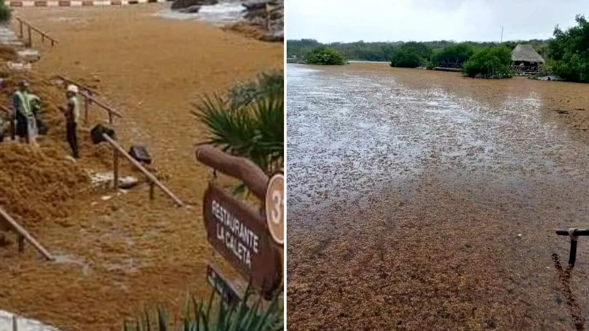 En QRoo, reportan que sargazo 'invade' parques de Xcaret y Xel-há
