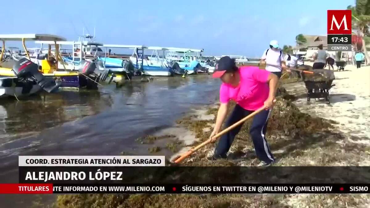 ¿Qué se hace con el sargazo que se recolecta en las playas?