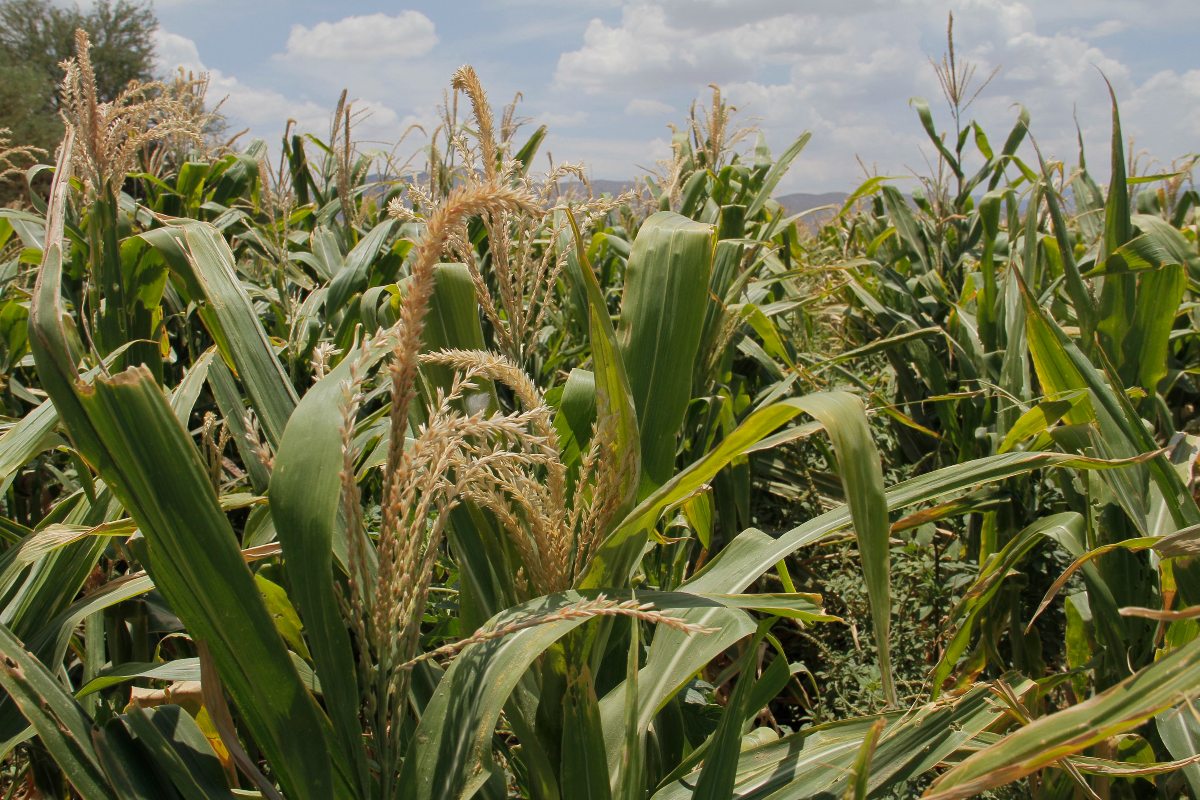 Coahuila entrega 300 toneladas de sorgo a productores | Archivo