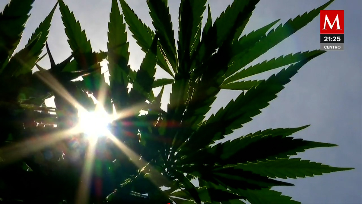 26 comunidades indígenas podrán cultivar marihuana en Oaxaca