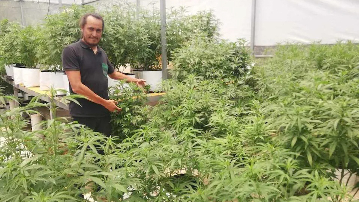 Futuro negocio de mariguana detona 'fiebre del oro verde' en Oaxaca