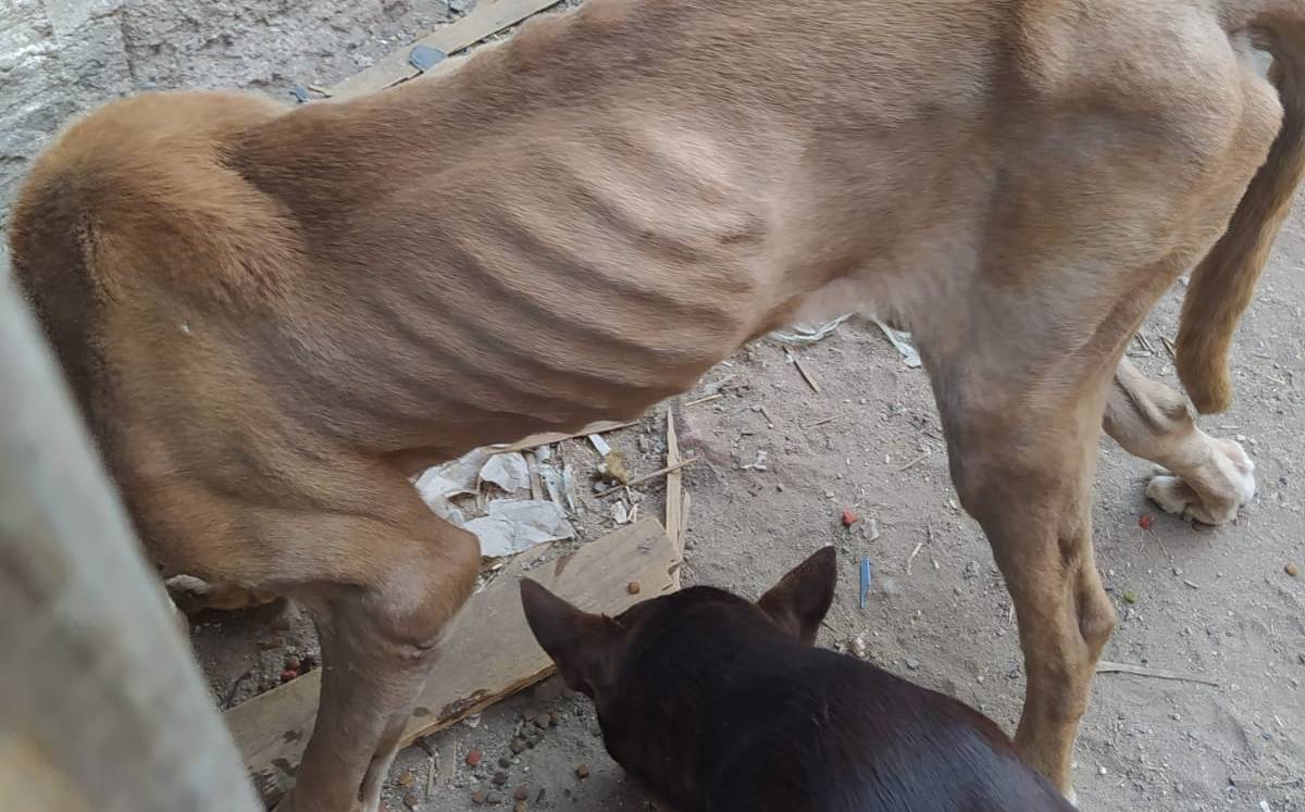 Rescatan a perros abandonados en León.-