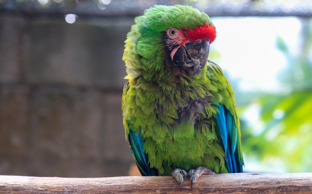 Alas Verdes liberará a Guacamayas lejos de la extinción | Andrés Lobato