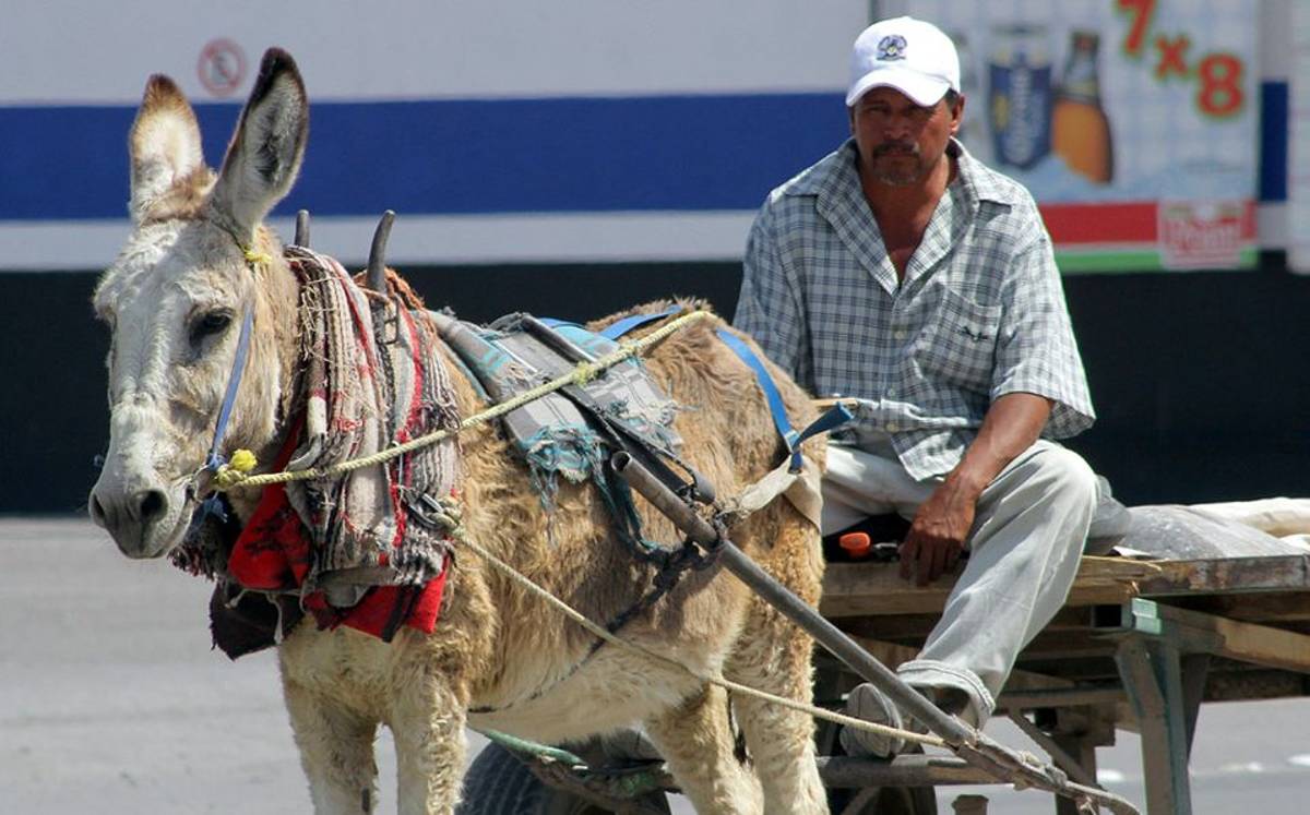 Animales de carga.-