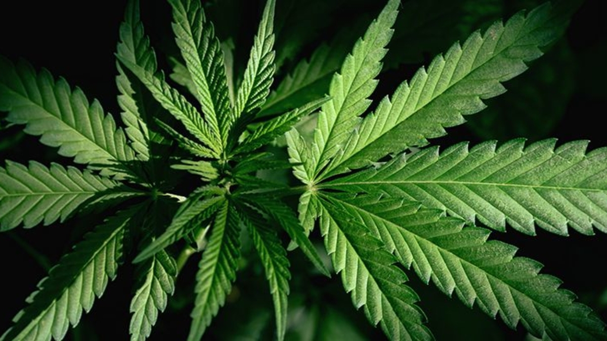 La agencia supervisará todo lo relacionado con la marihuana