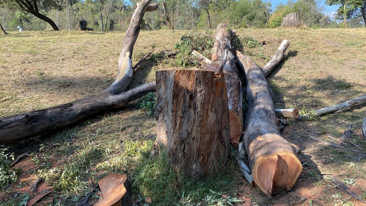 Piden a las autoridades intervenir para evitar la tala | Especial