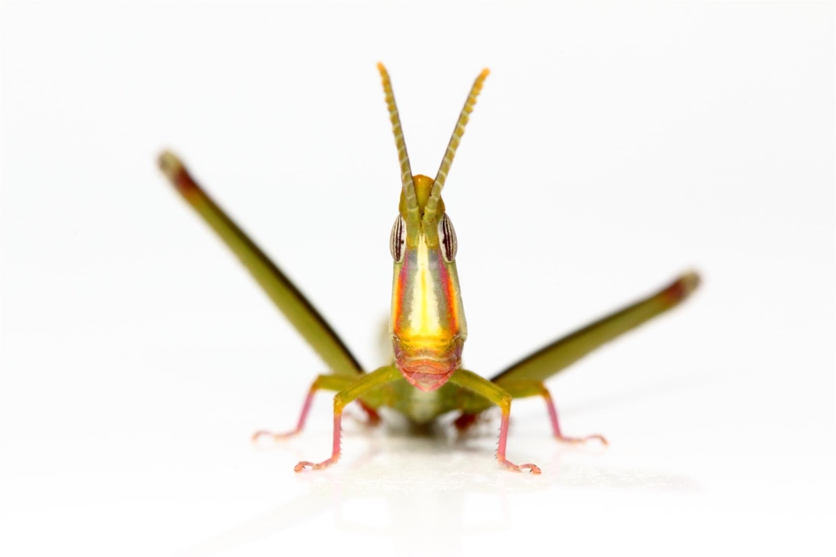 saltamontes australiano